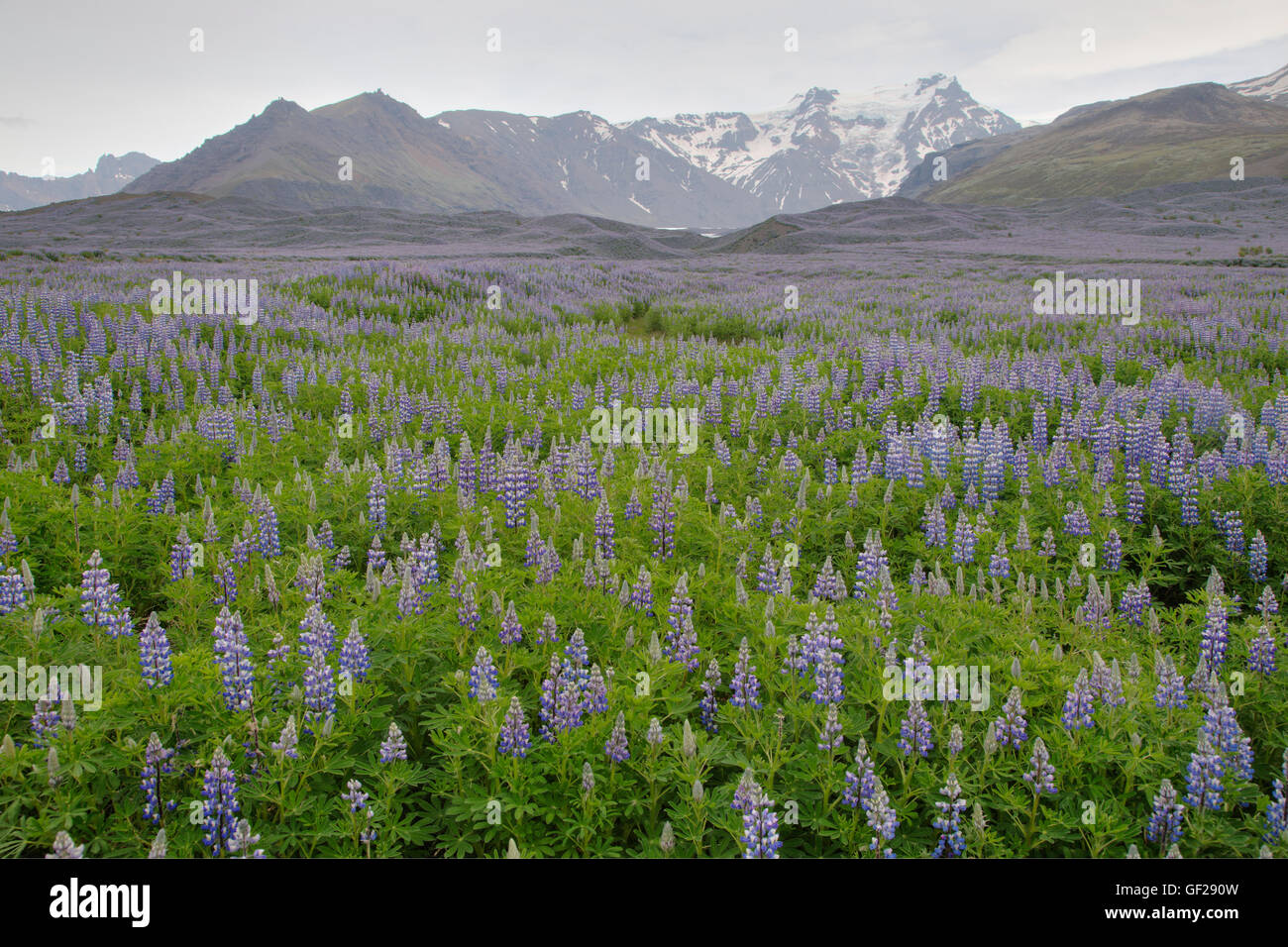 Nootka Lupin - introduced to fertilise soil Lupinus nootkatensis South Coast Iceland PL002302 Stock Photo