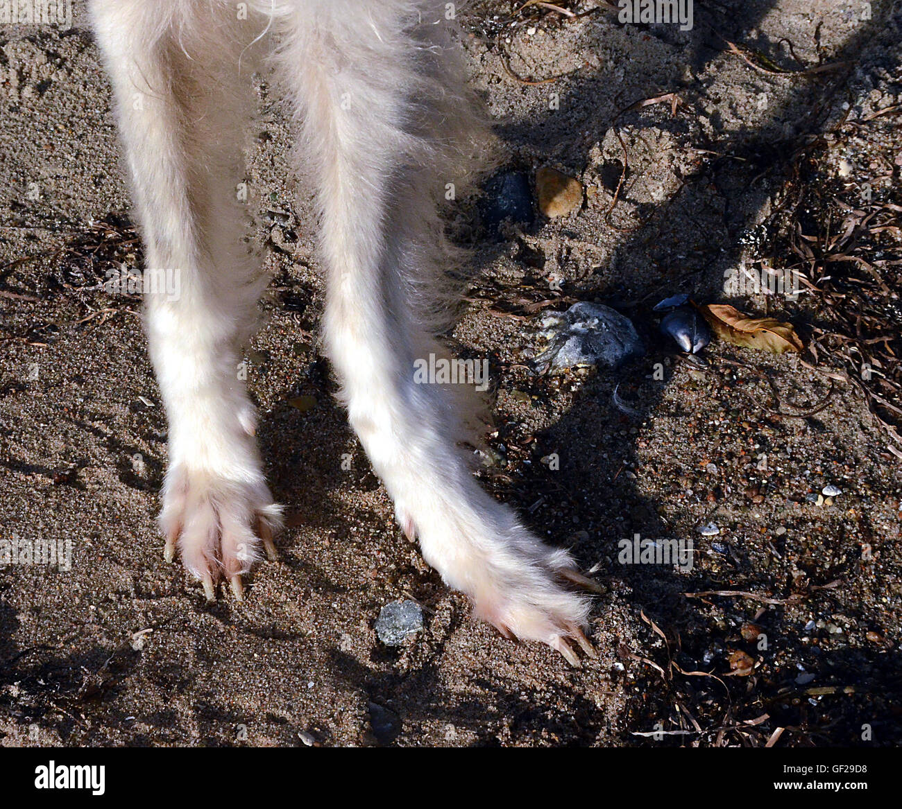 How Can You Tell If Your Dog Has A Broken Leg