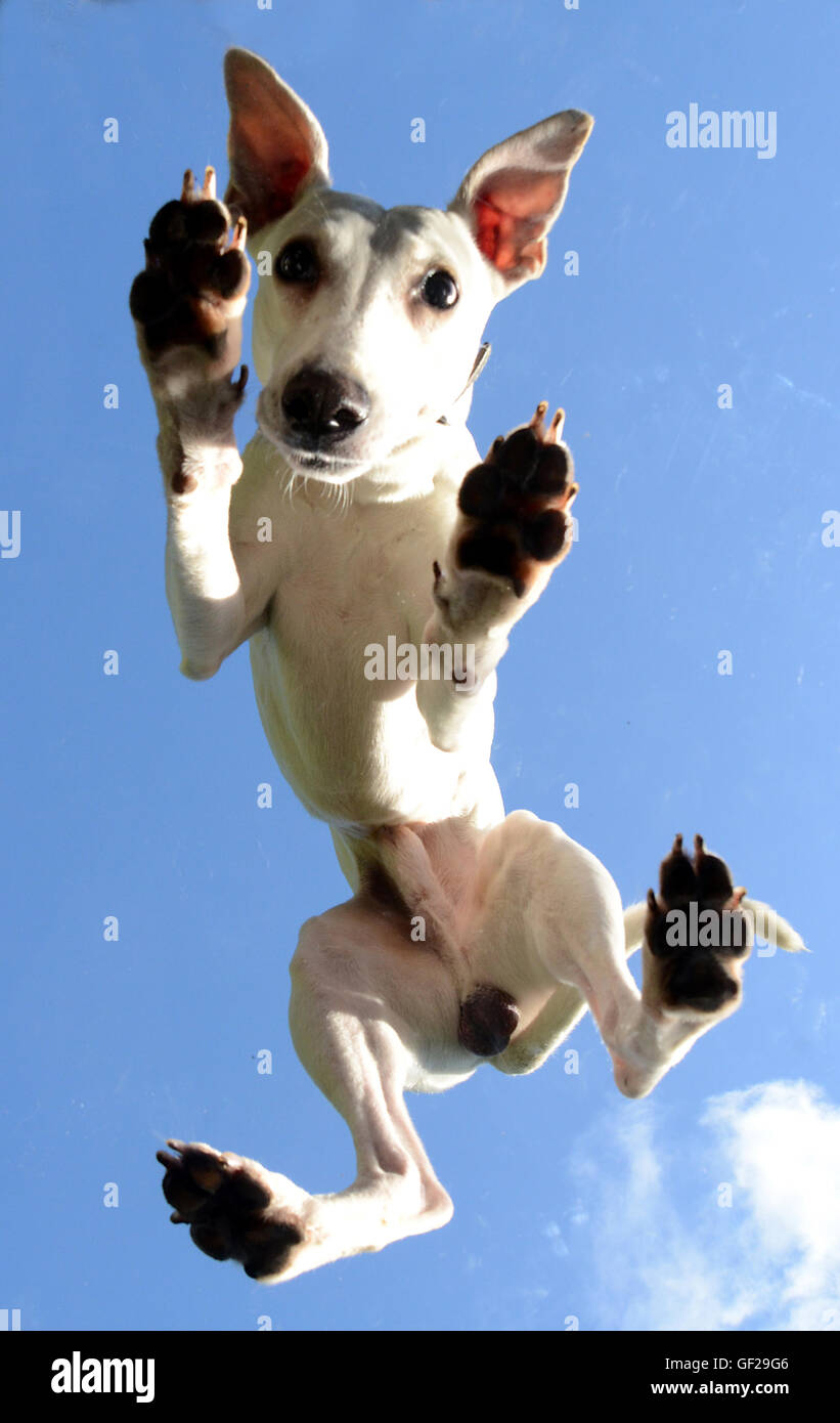 Whippet dog seen below standing on a glass plate, against an almost blue sky. Stock Photo