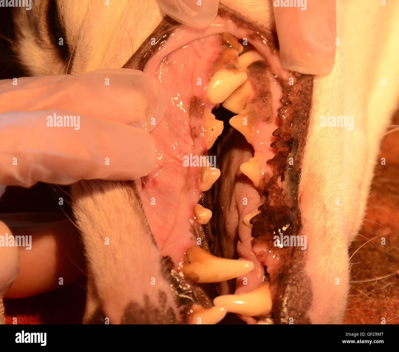 Dental cleaning of dog, a lot of tartar needs to be removed with the ultrasonic cleaner. Stock Photo