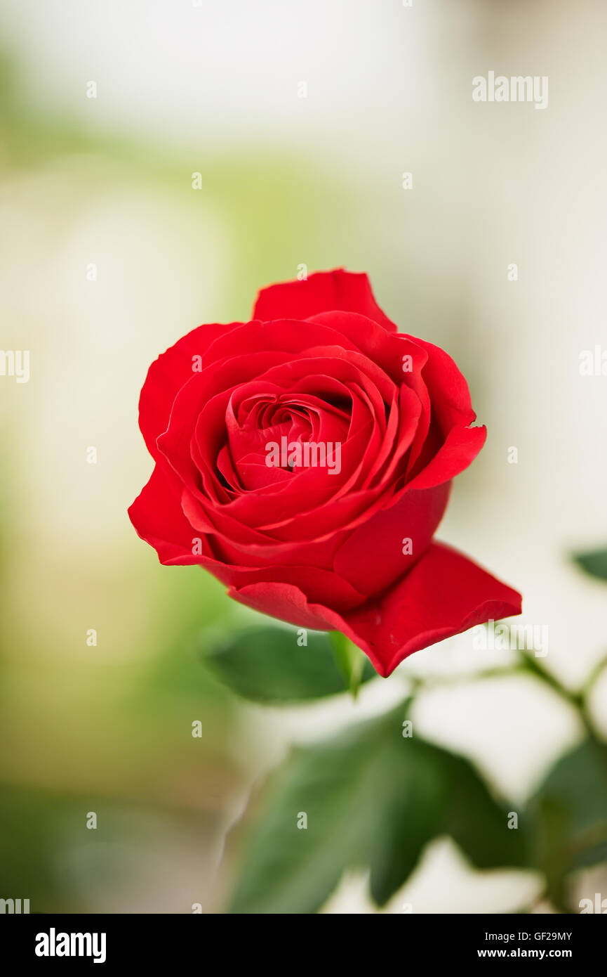 Blooming red Hybrid Tea rose on a green background Stock Photo - Alamy