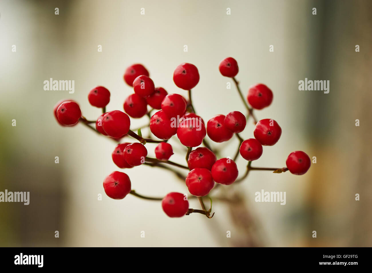 Red Hypericum berries for floral arrangements Stock Photo Alamy