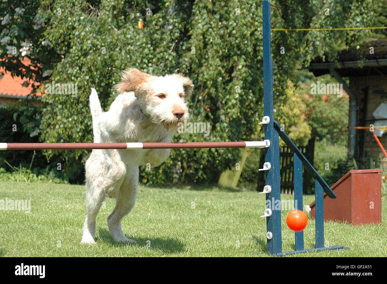 Spinone dog jumps an agility lane jump Stock Photo Alamy