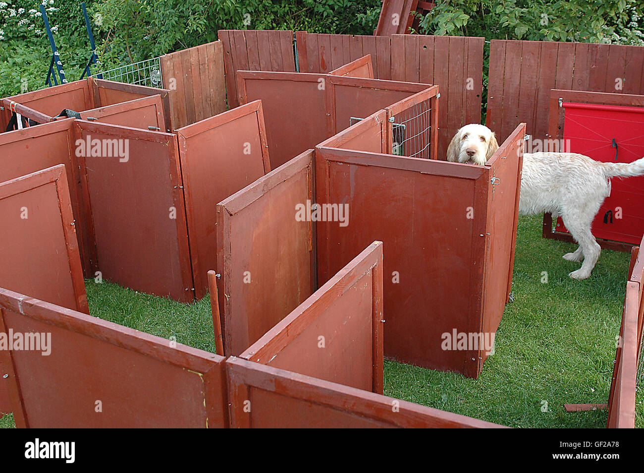 Dog maze hi-res stock photography and images - Alamy