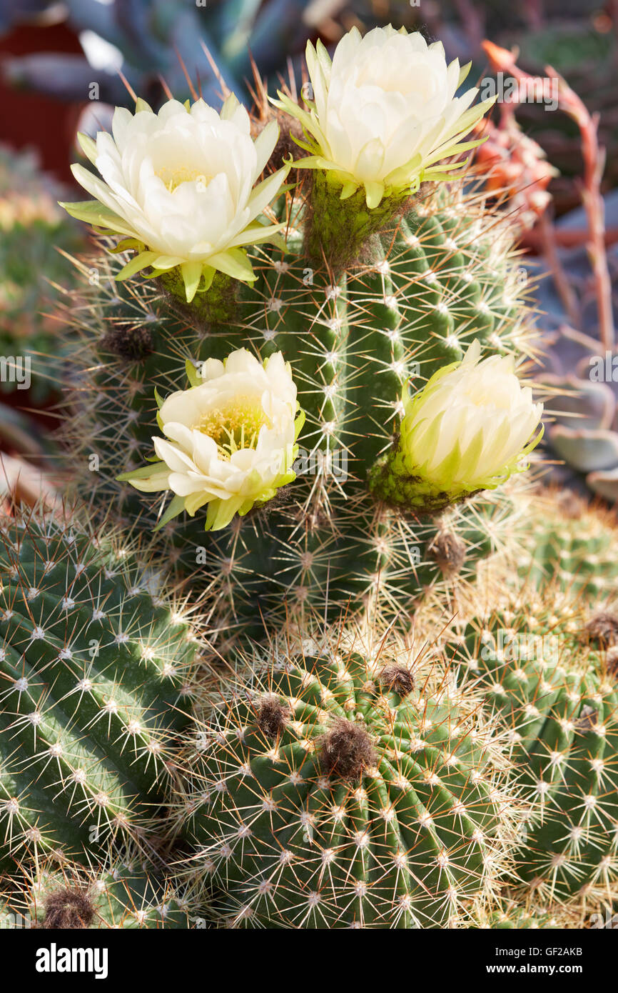 Spiny plant with yellow flowers hires stock photography and images Alamy