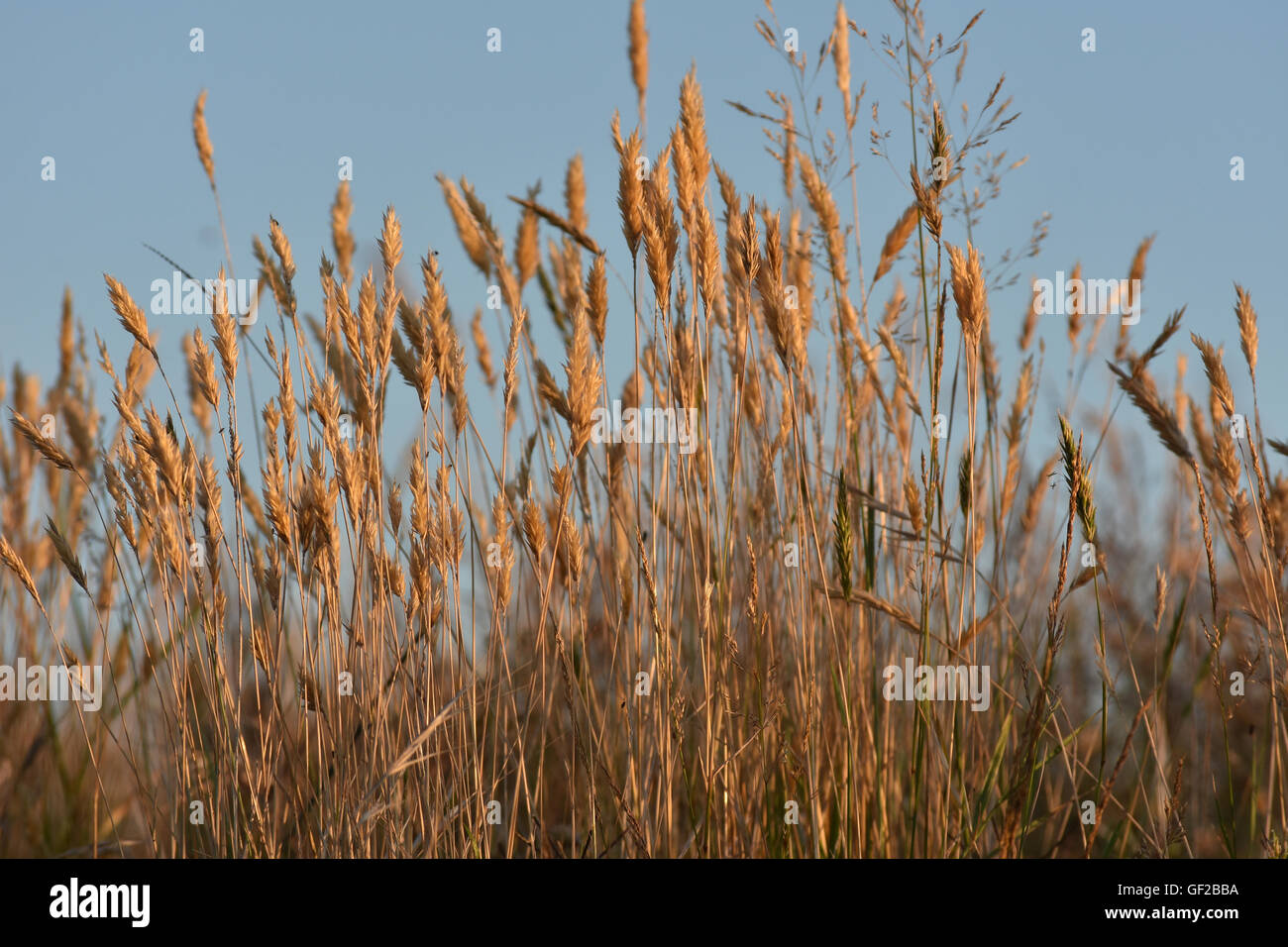 Brown weeds hi-res stock photography and images - Alamy