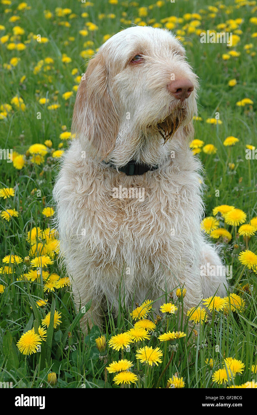 Spinone dog in a dandelion field. The Spionone breed comes in different