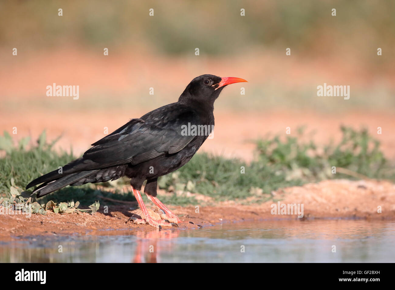 Red-billed chough, Pyrrhocorax pyrrhocorax, Single bird by water, Spain, July 2016 Stock Photo