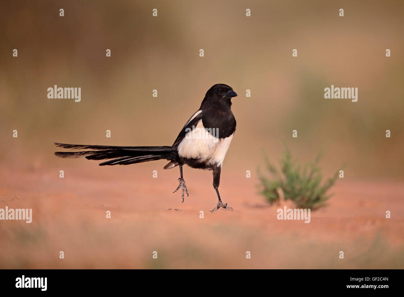 Magpie, Pica pica, Single bird on ground, Spain, July 2016 Stock Photo