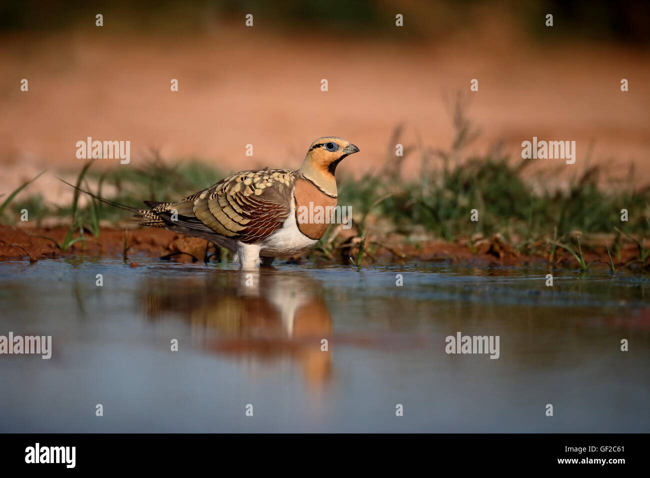 Pin-tailed sandgrouse, Pterocles alchata, Single male by water, Spain, July 2016 Stock Photo