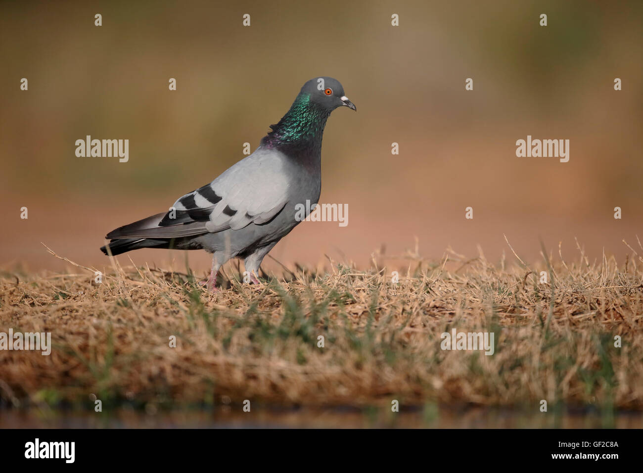 Rock dove, Columba livia, Single bird by water, Spain, July 2016 Stock Photo