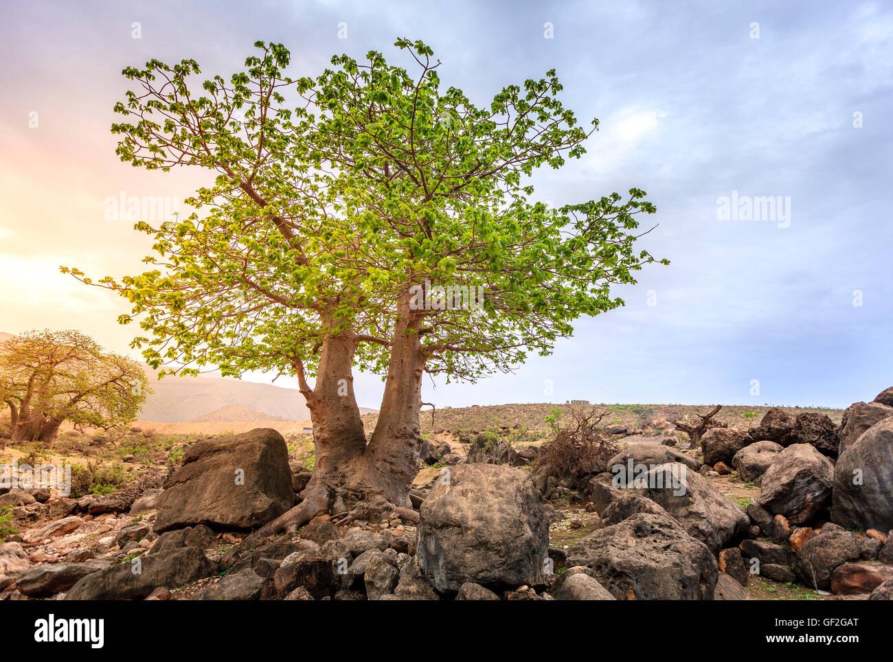 Baobab tree growing in wadi Hinna near Salalah, Oman Stock Photo Alamy