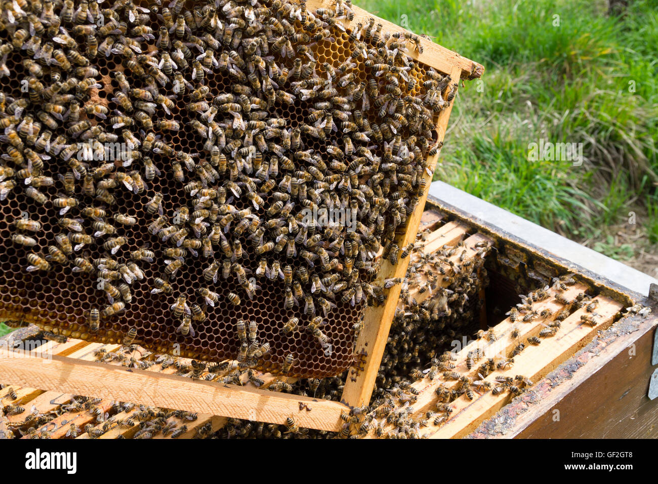 Open hive detail. Beekeeping, agriculture, rural life. Stock Photo