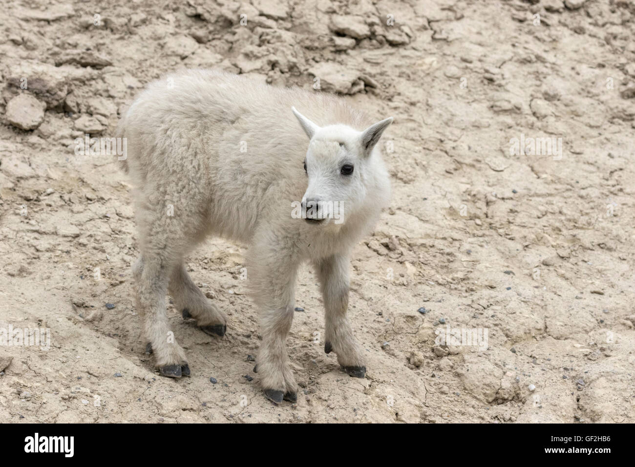 Mountain Goat kid Stock Photo Alamy