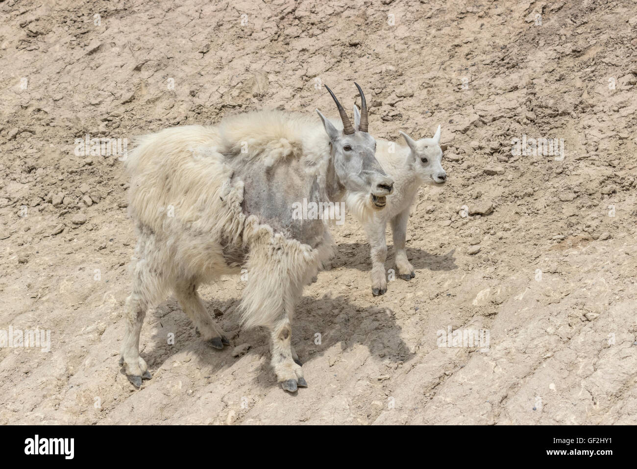 Mountain Goat Mom and Kid Stock Photo - Alamy