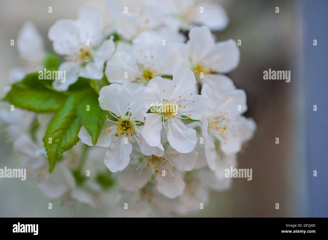 photo of blossoming tree brunch with white flowers Stock Photo