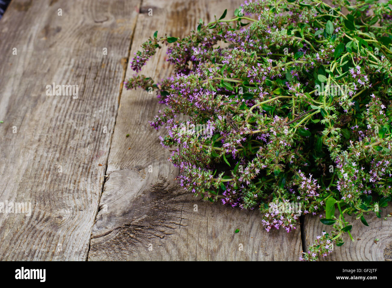 Flowers and Stems of Thyme Stock Photo Alamy