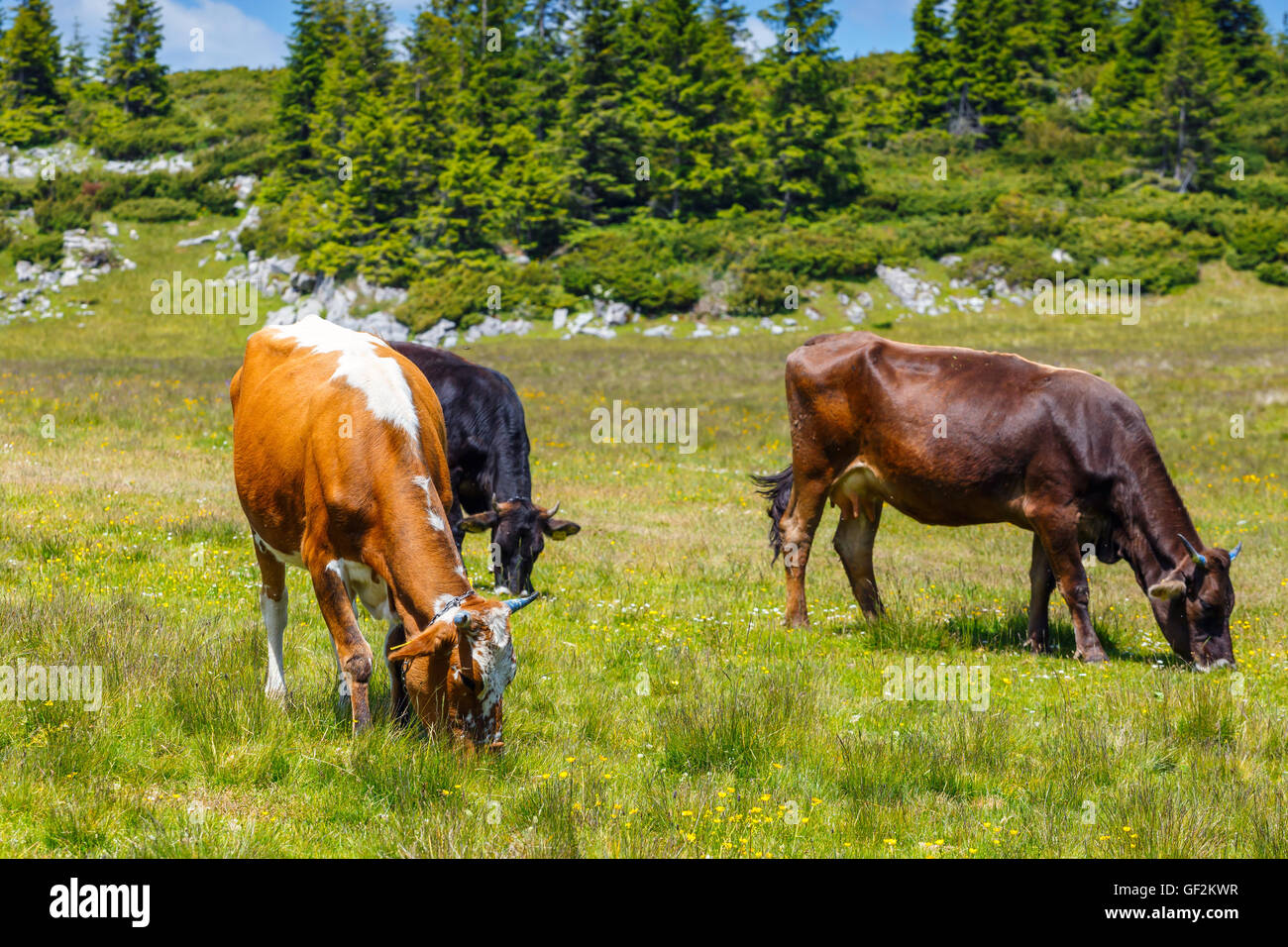 Herd of cows at summer green field Stock Photo - Alamy