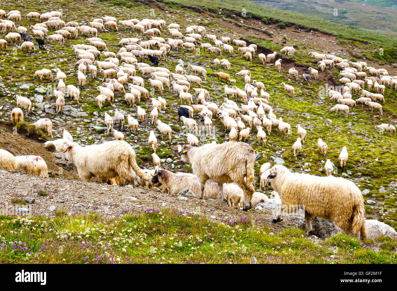 Sheep herds at alpine pastures in Bucegi Mountains, Romania Stock Photo