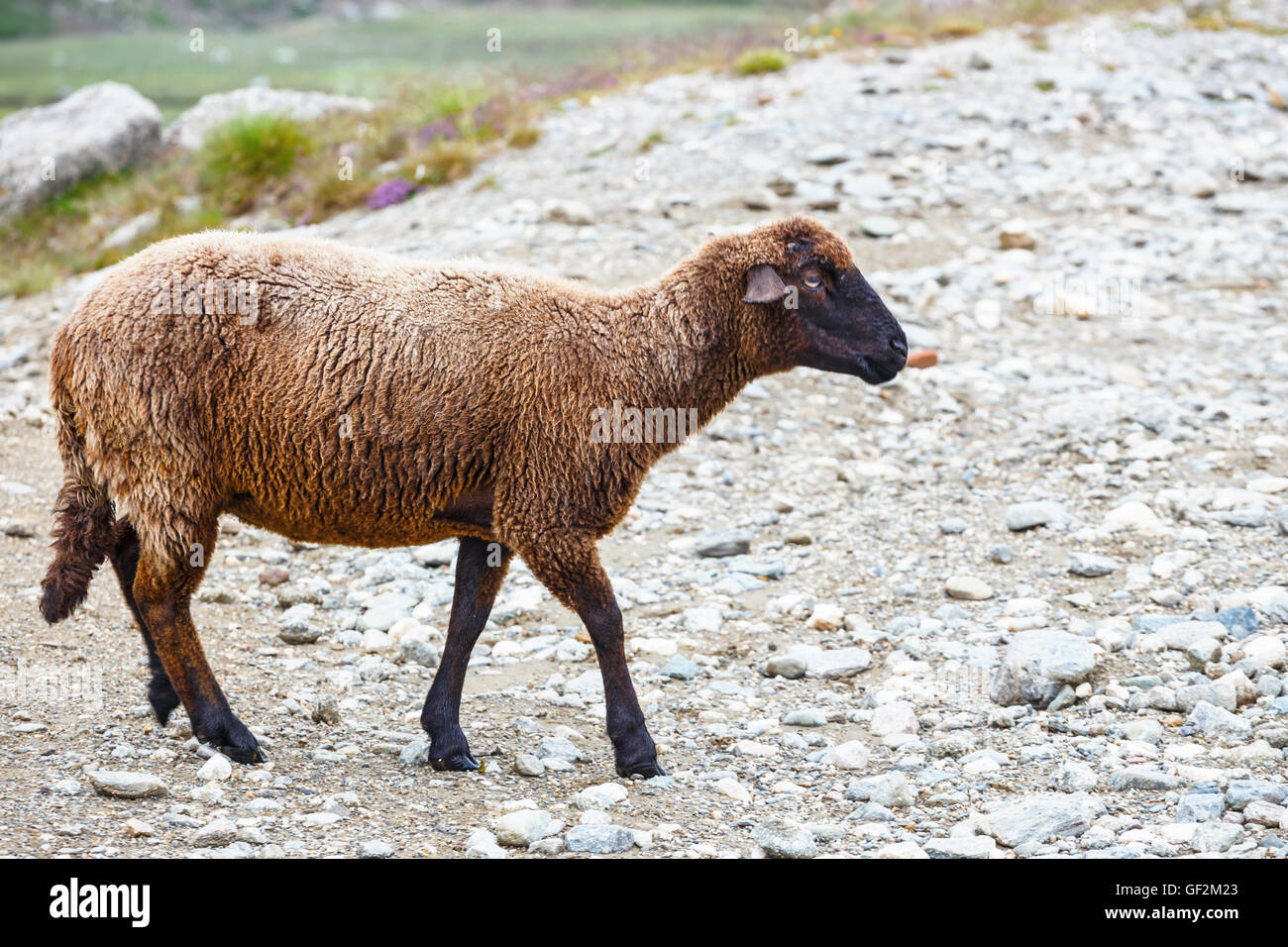 Sheep herds at alpine pastures in Bucegi Mountains, Romania Stock Photo