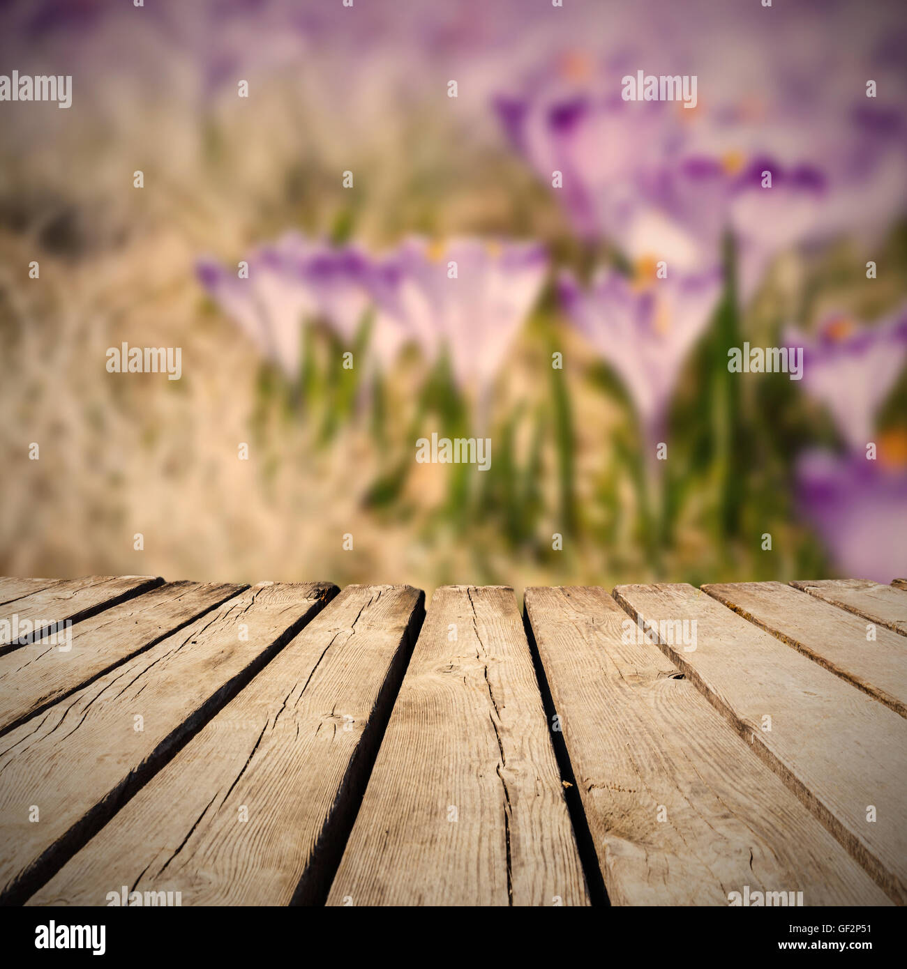 Meadow Full Of Crocuses And Empty Wooden Deck Table Ready For Product 
