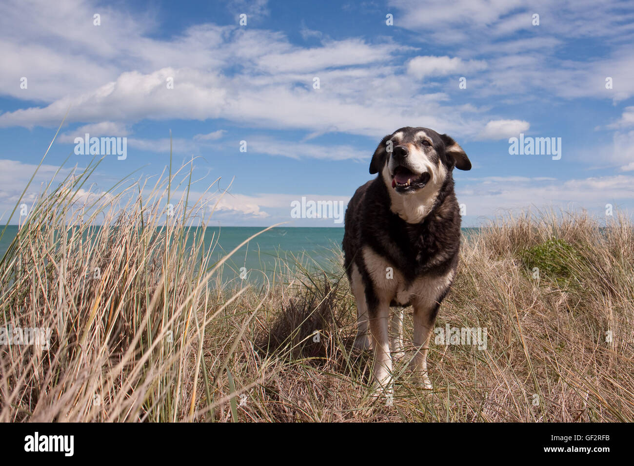 Tri-coloured Huntaway sheepdog, among dune grasses at Pouawa Beach, Gisborne, East Coast, North Island, New Zealand Stock Photo