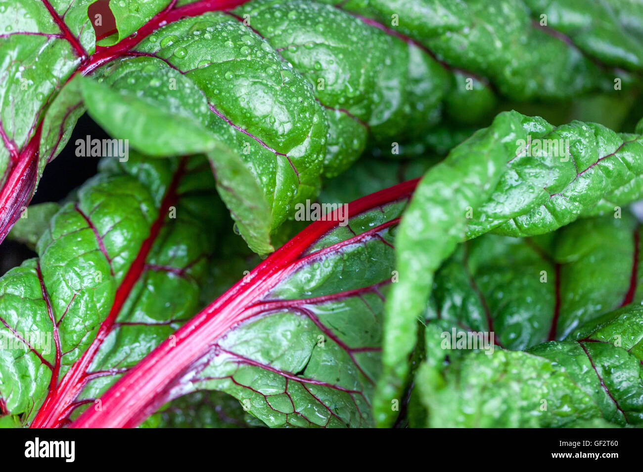 Swiss chard, silverbeet, perpetual spinach, spinach beet, crab beet, bright lights, seakale beet, and Mangold Stock Photo