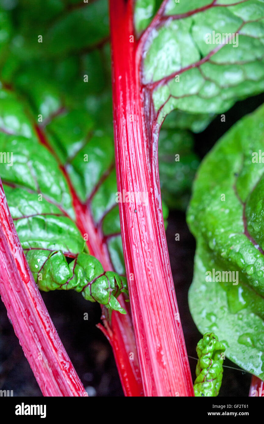 Swiss chard leaves, mangold growing in a vegetable garden Stock Photo