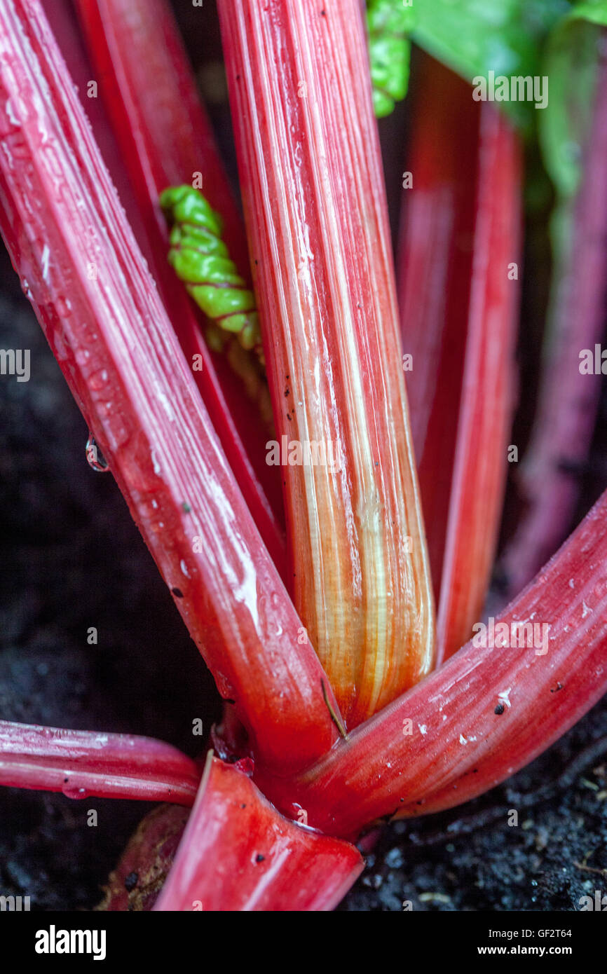 Red Swiss chard, silverbeet, perpetual spinach, spinach beet, crab beet, bright lights, seakale beet, and Mangold Stock Photo