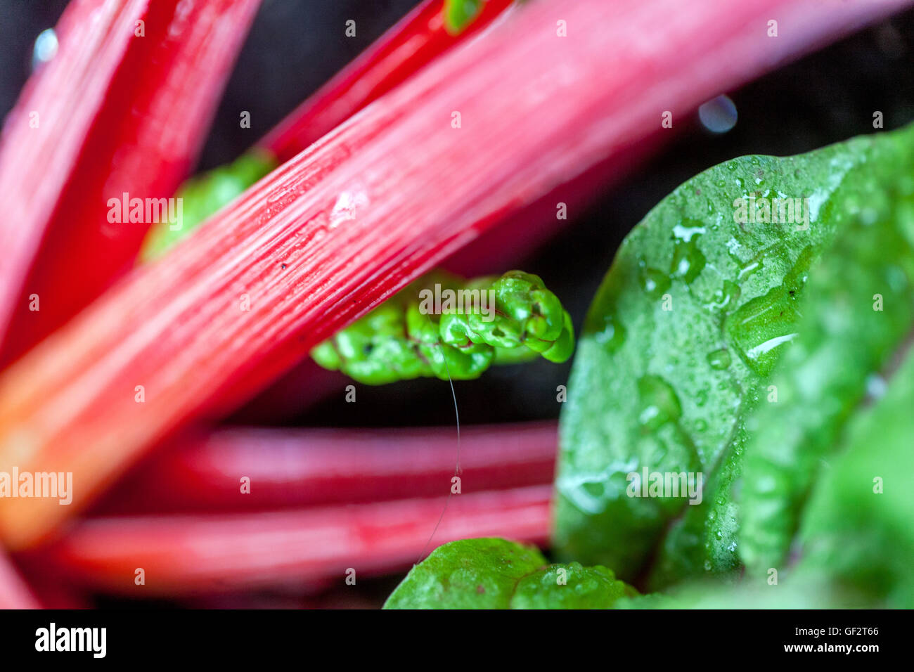 Swiss chard, silverbeet, perpetual spinach, spinach beet, crab beet, bright lights, seakale beet, and Mangold Stock Photo
