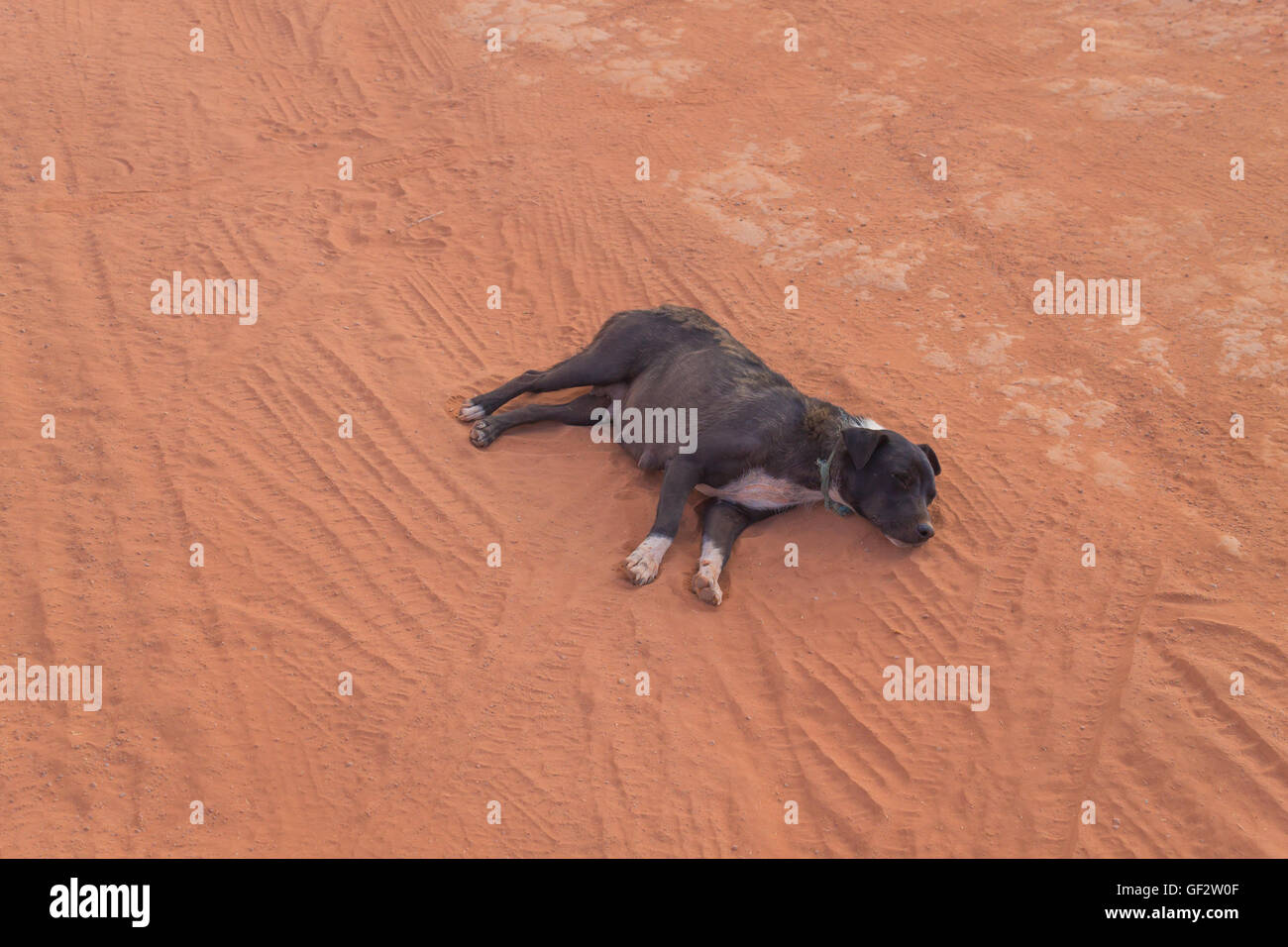 Dog sleeping on ground Stock Photo Alamy