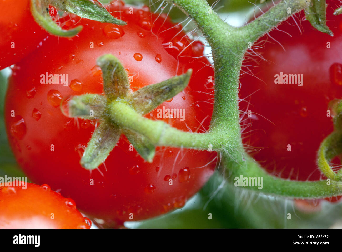 Cherry tomatoes vine close up Solanum lycopersicum juicy fruits Stock Photo