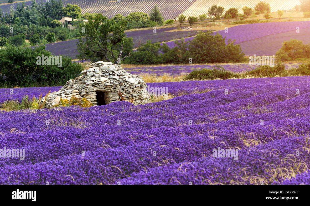 Beautiful landscape of blooming lavender field in Provence, France, Europe. Old stone farm house in middle of field. Stock Photo