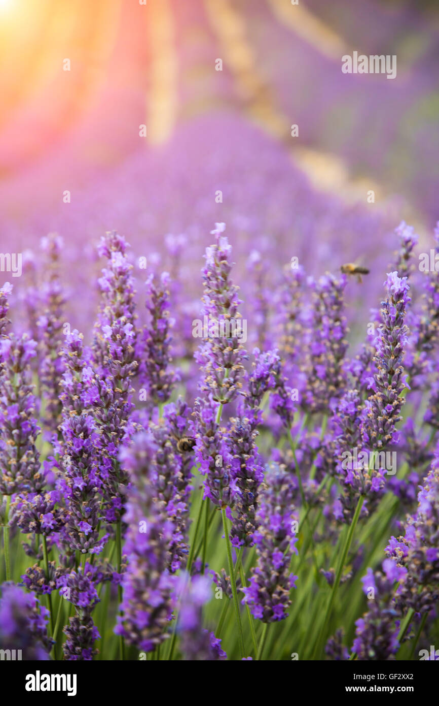 Beautiful lavender blossoms in detail with nice sunshine on background Stock Photo - Alamy