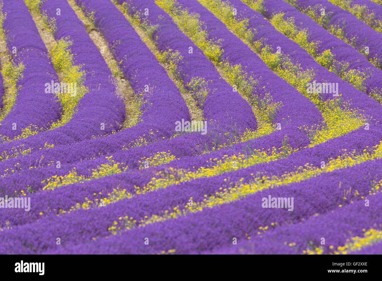 Beautiful landscape of blooming lavender field in Provence, France, Europe. Stock Photo
