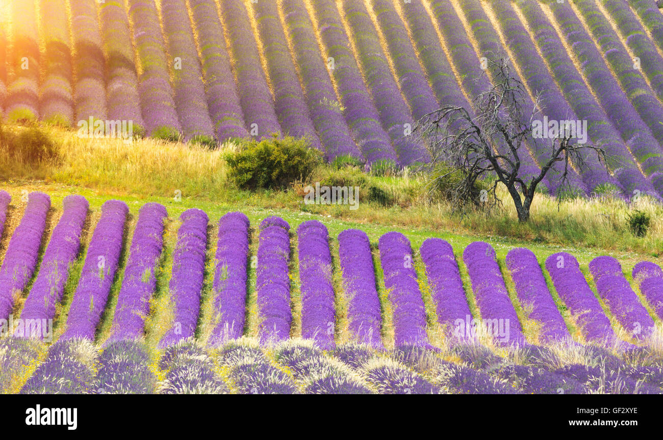 Beautiful landscape of blooming lavender field in Provence, France, Europe. Stock Photo
