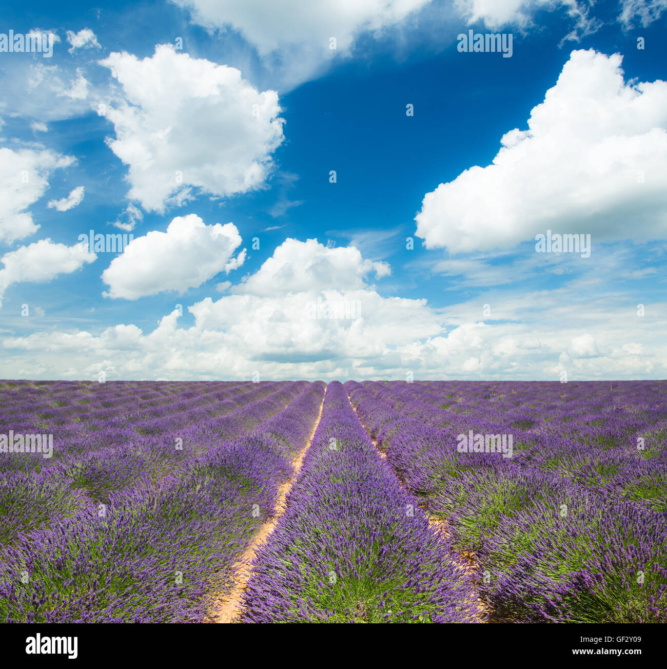 Beautiful landscape of blooming lavender field with sunny sky. Provence, France, Europe. Stock Photo