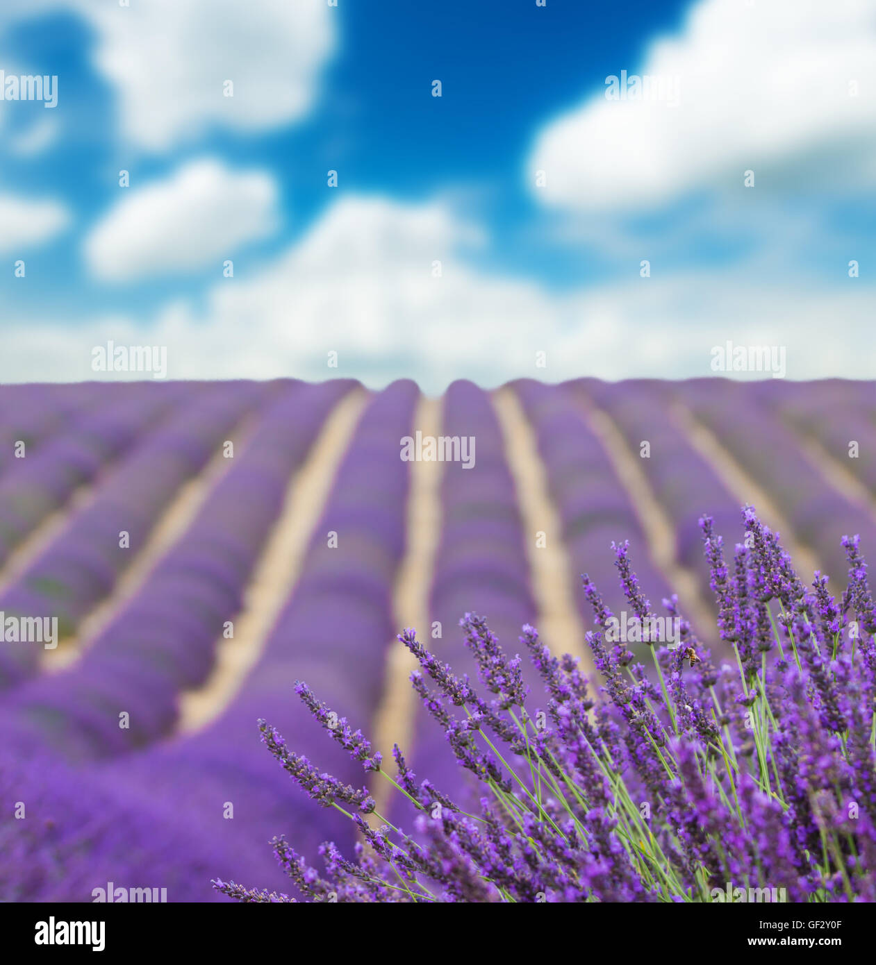 Beautiful landscape of blooming lavender field with sunny sky. Provence, France, Europe. Stock Photo