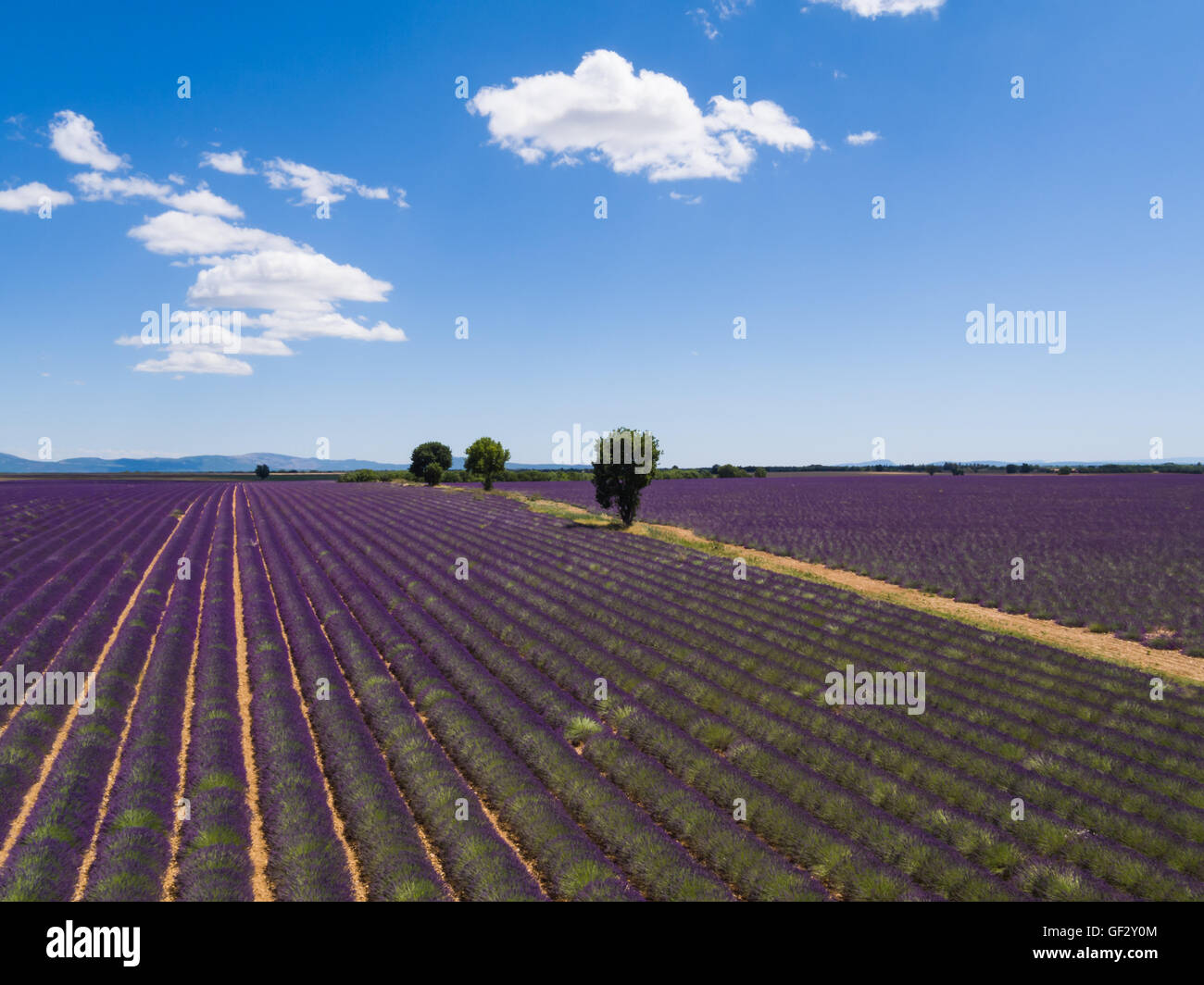 Beautiful landscape of blooming lavender field with sunny sky, lonely trees uphill on horizon. Provence, France, Europe. Stock Photo