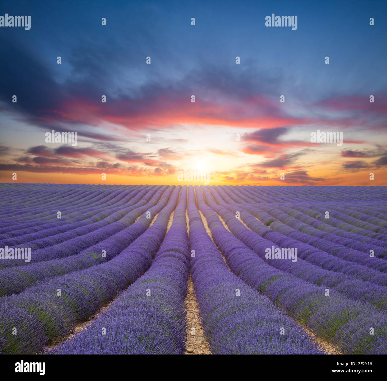 Beautiful landscape of blooming lavender field in sunset. Provence, France, Europe. Stock Photo