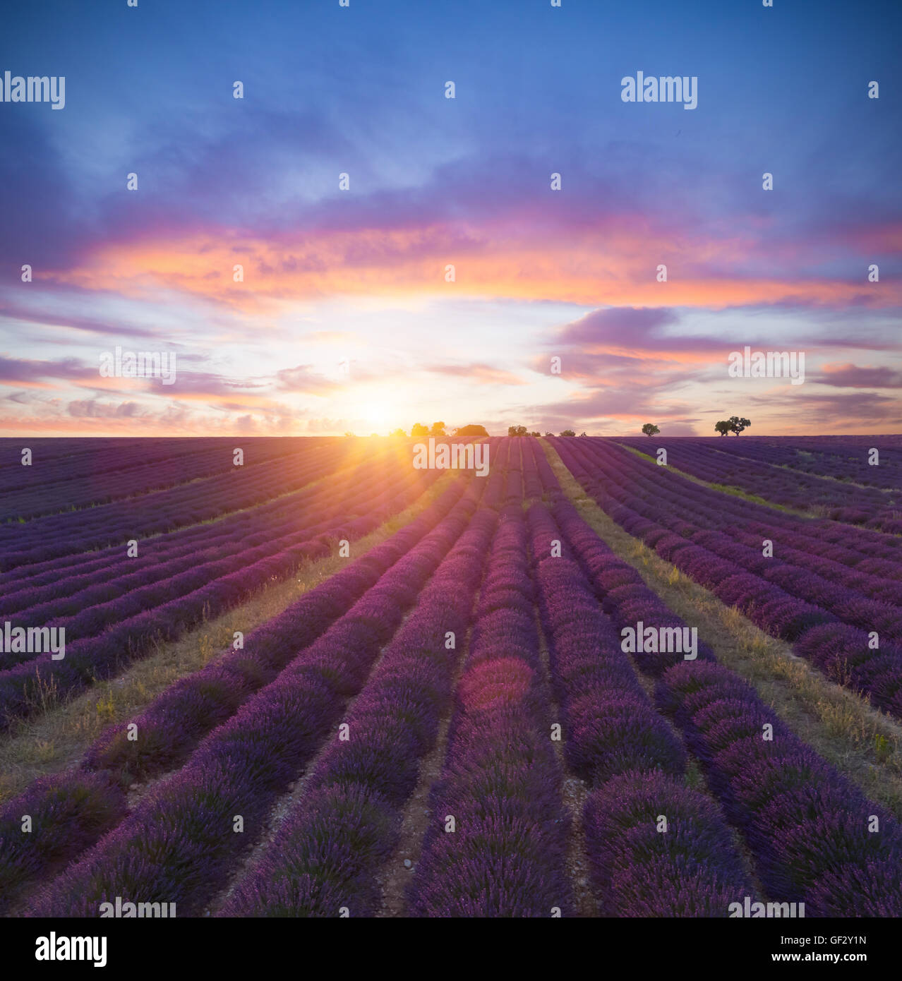 Beautiful landscape of blooming lavender field in sunset, lonely trees uphill on horizon. Provence, France, Europe. Stock Photo