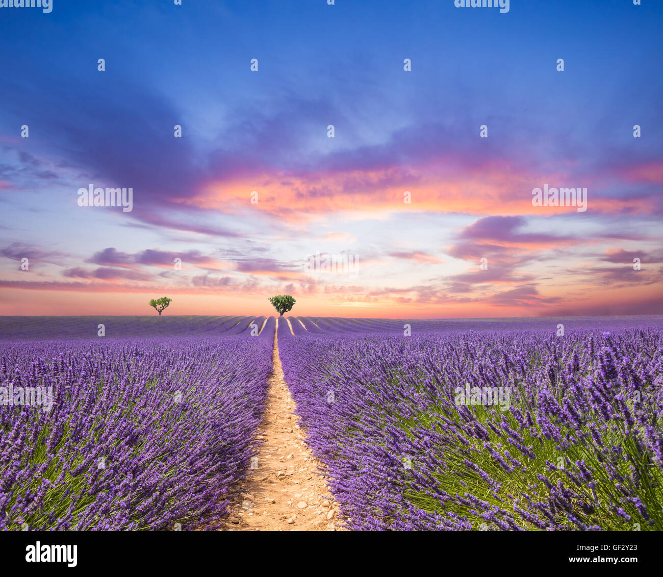 Beautiful landscape of blooming lavender field in sunset, lonely trees uphill on horizon. Provence, France, Europe. Stock Photo
