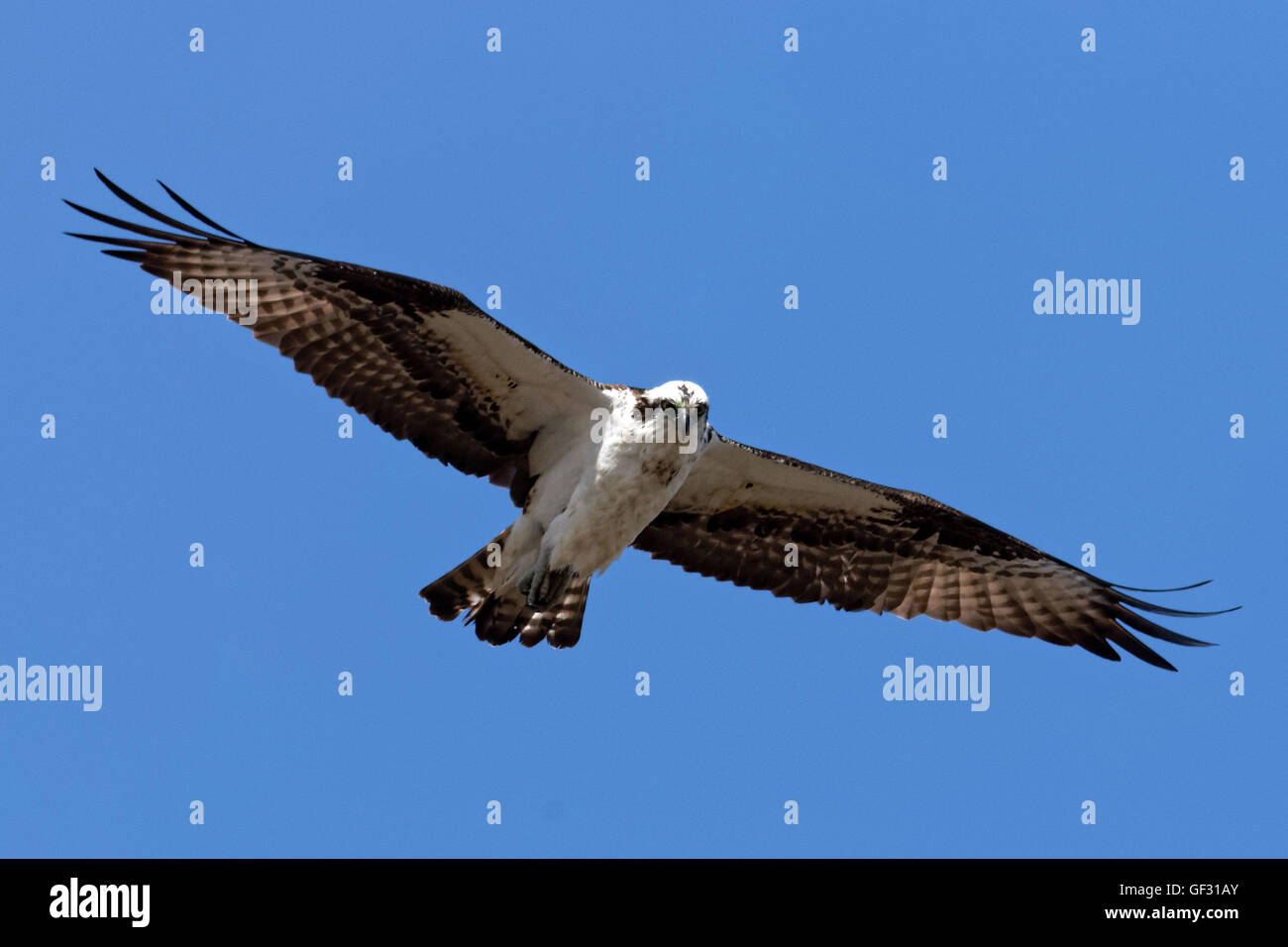 An Osprey, Pandion haliaetus, soars over Long Island, New York. photo