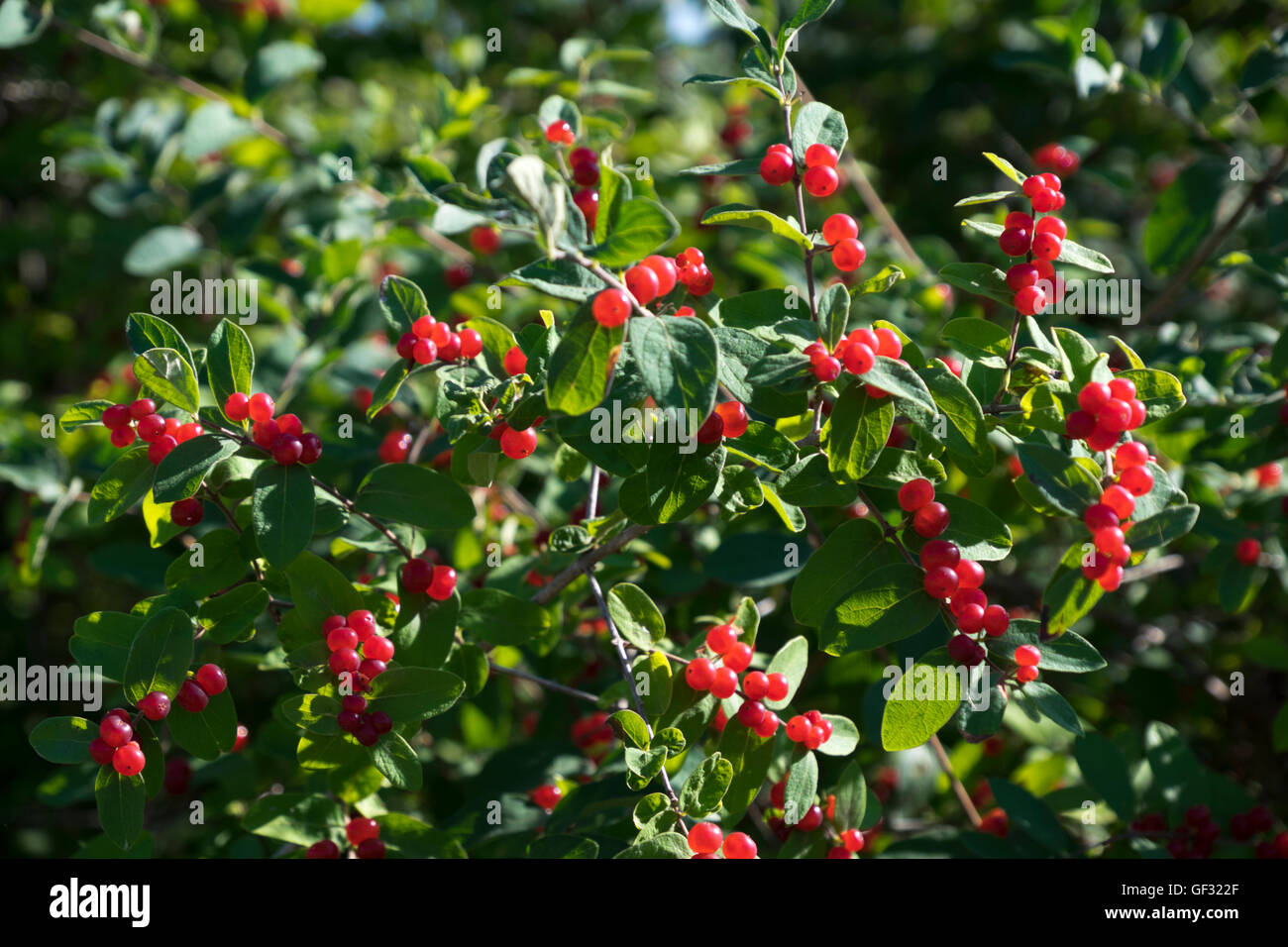 Chokecherries growing in Whitehall, Michigan Stock Photo Alamy