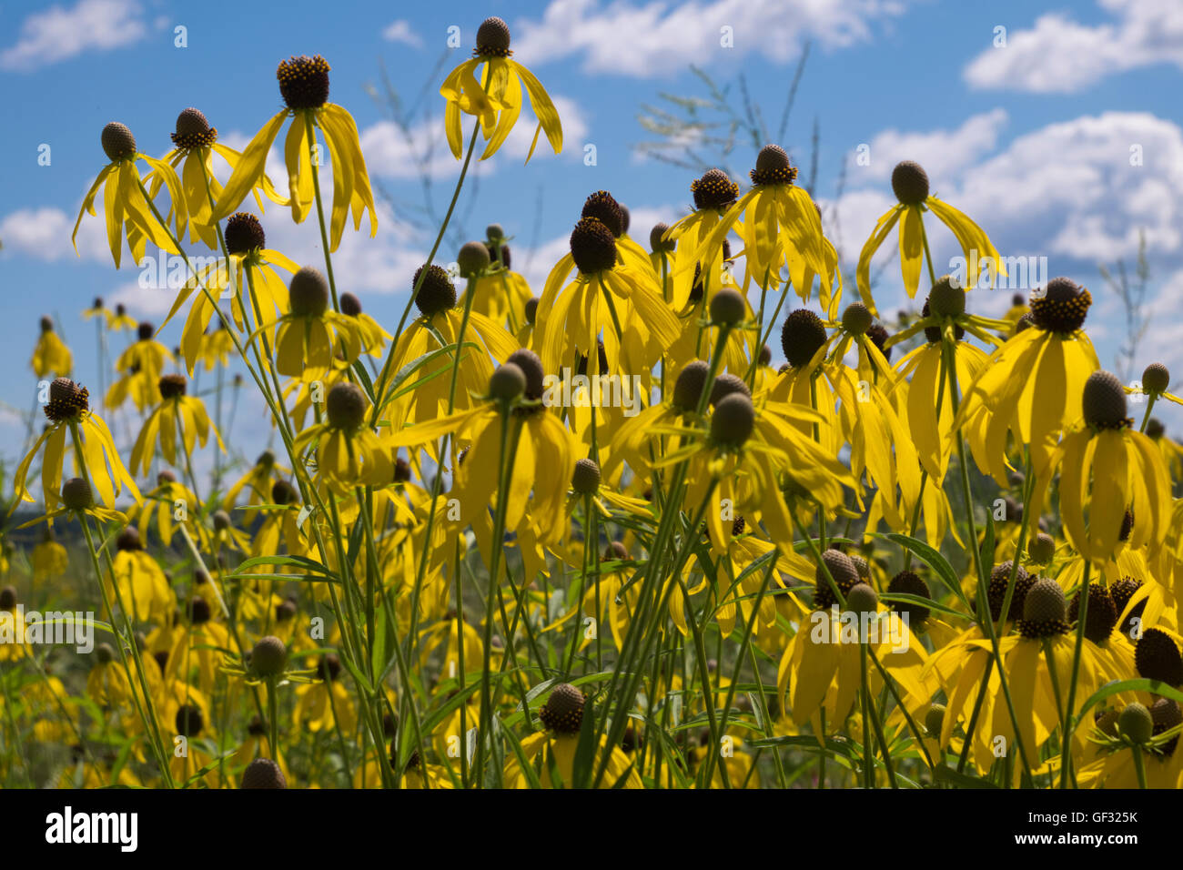 A field of gray headed coneflowers in Whitehall, Michigan. Stock Photo