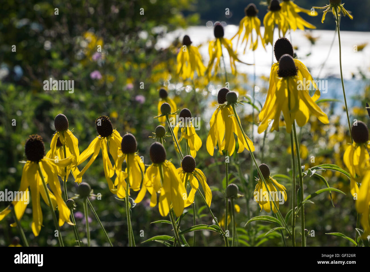 A stand of Gray Headed Coneflowers next to White Lake in Whitehall, Michigan. Stock Photo