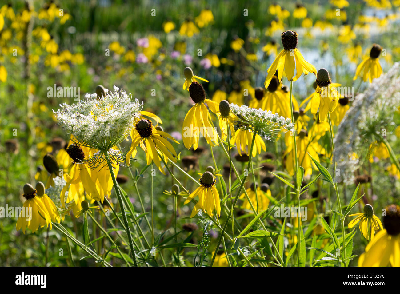 A stand of Gray Headed Coneflowers with Queen Anne's Lace next to White Lake in Whitehall, Michigan. Stock Photo
