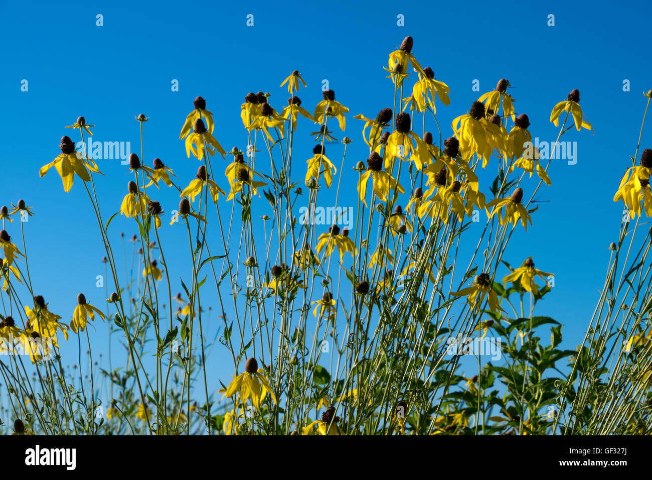 A stand of Gray Headed Coneflowers contrasted against a vivid blue sky in Whitehall, Michigan. Stock Photo