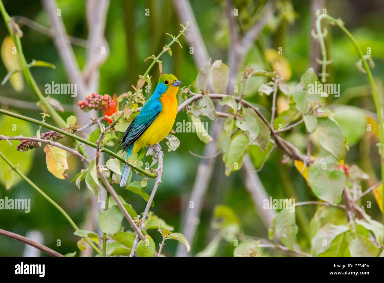 orange-tropical-flowers-high-resolution-stock-photography-and-images