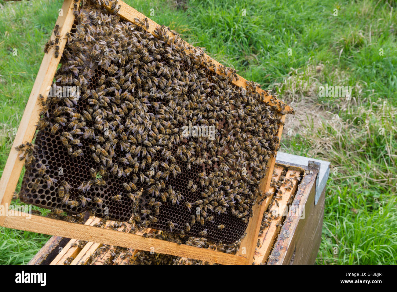 Open hive detail beekeeping hi-res stock photography and images - Alamy